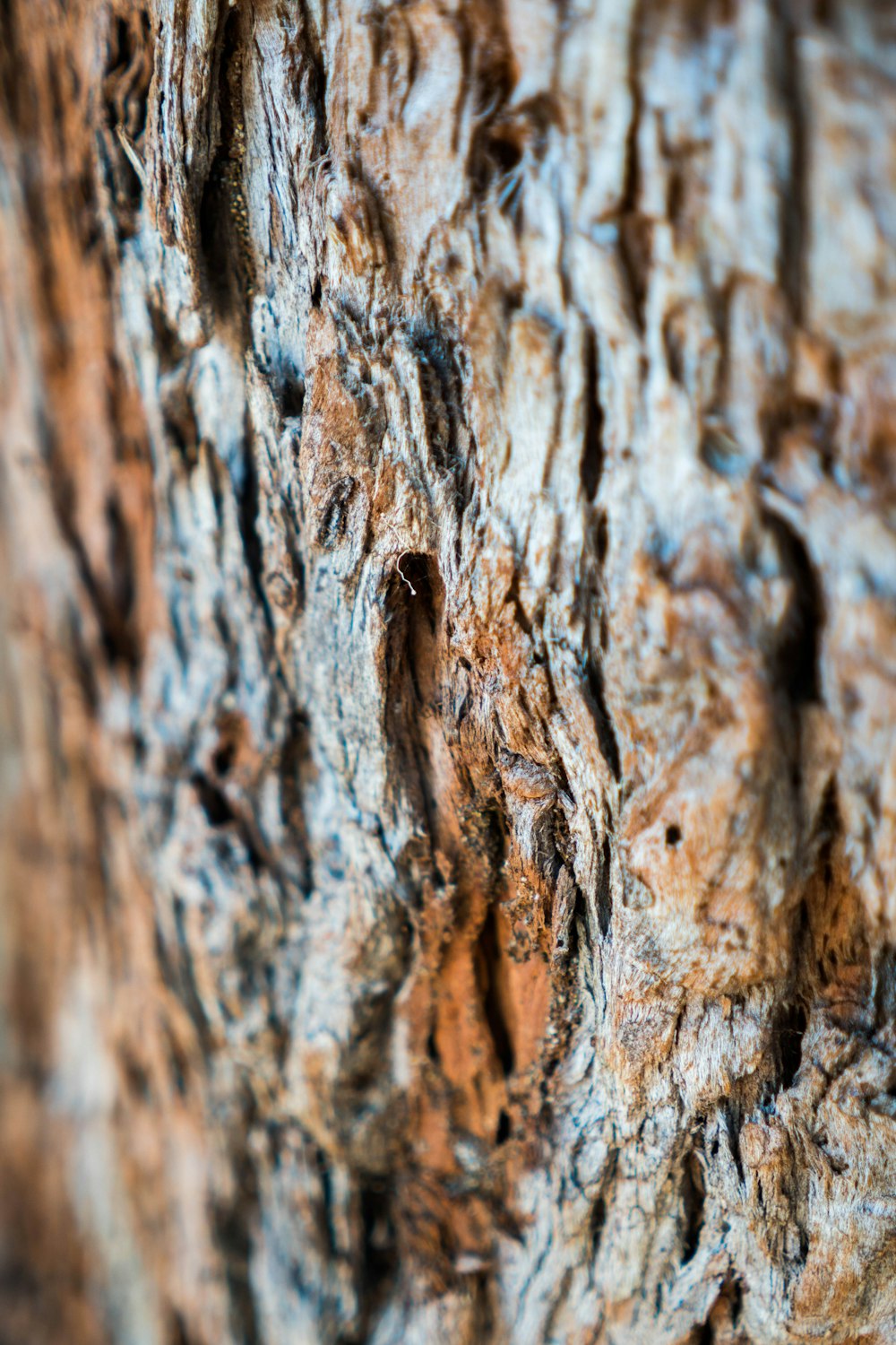 shallow focus photography of brown three bark