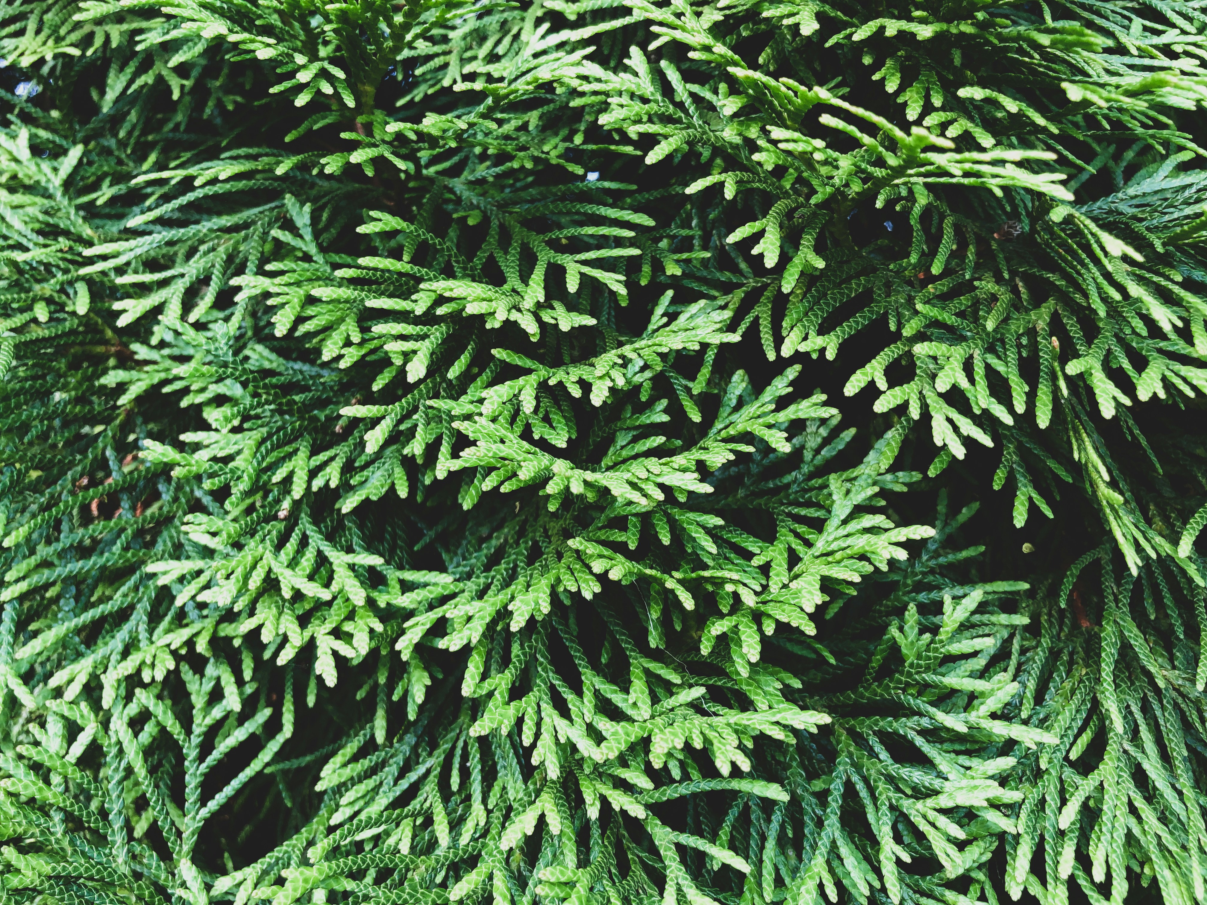 Photo by pixeldesigns