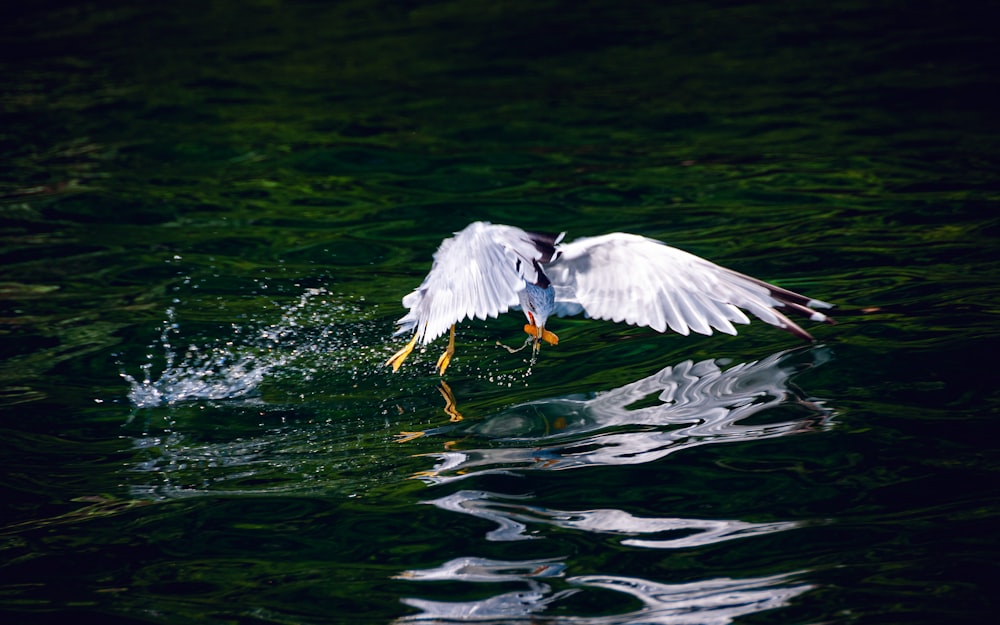 oiseau blanc près d’un plan d’eau