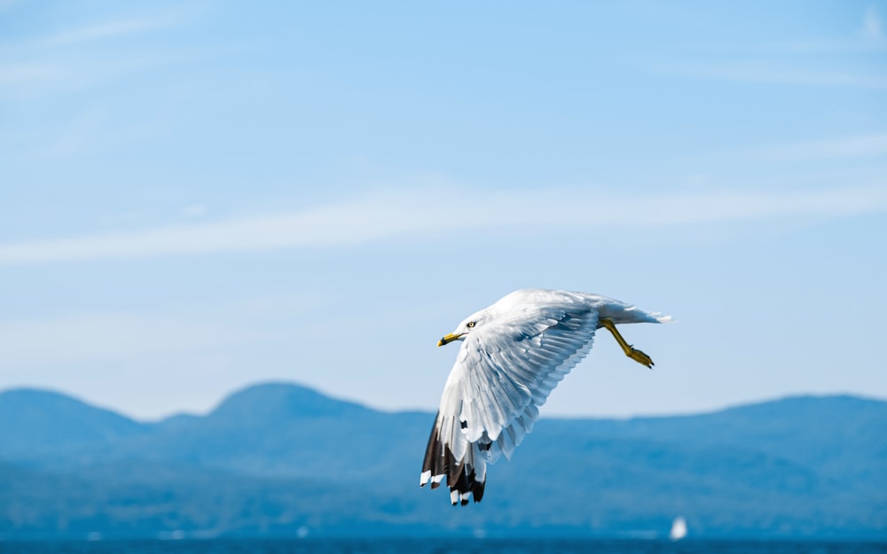 oiseau blanc et noir