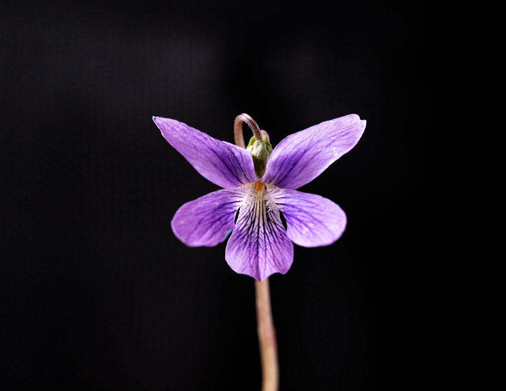 Fotografia de foco raso da flor roxa