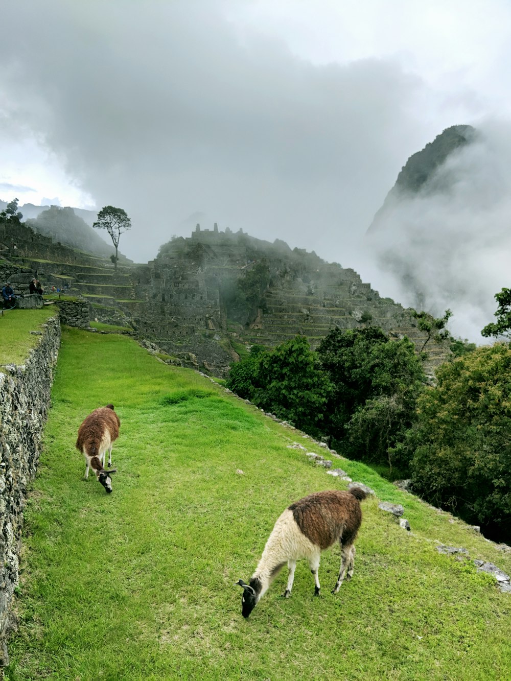 two brown llamas