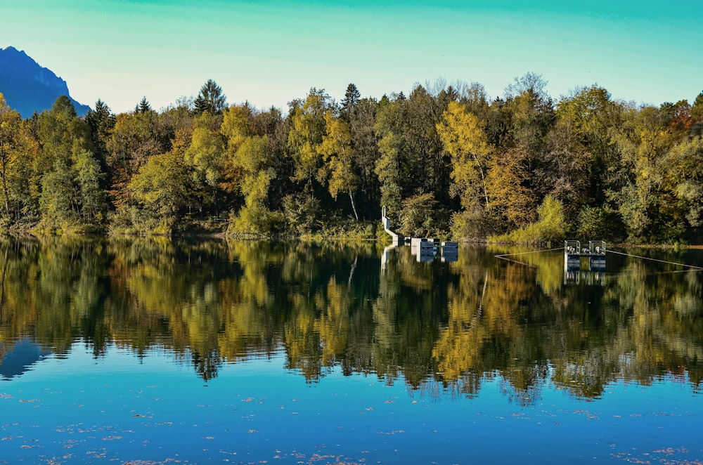 a body of water surrounded by a forest