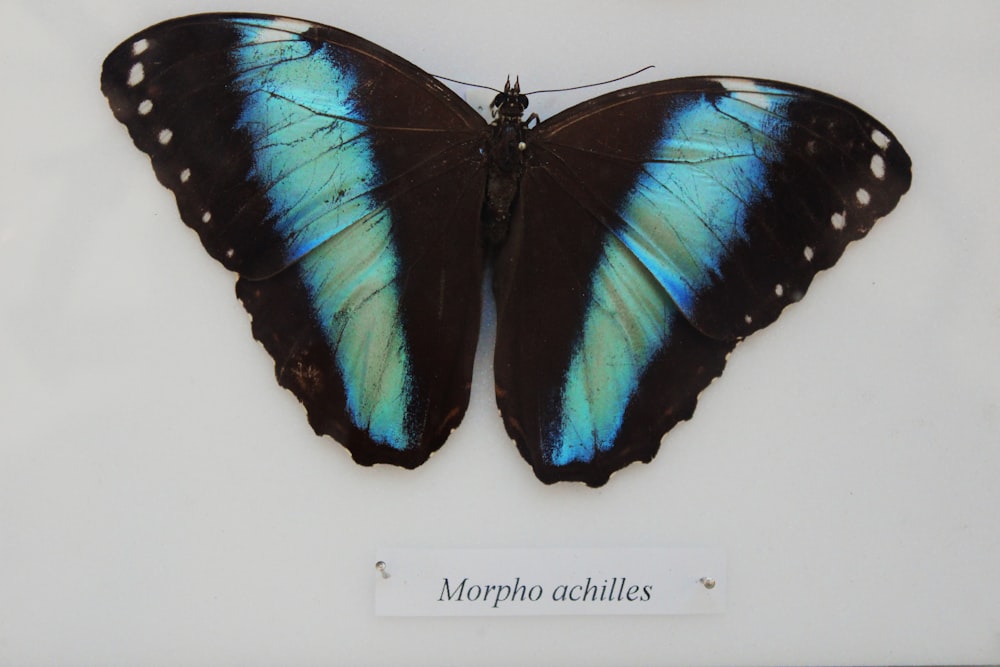 papillon Morpho bleu