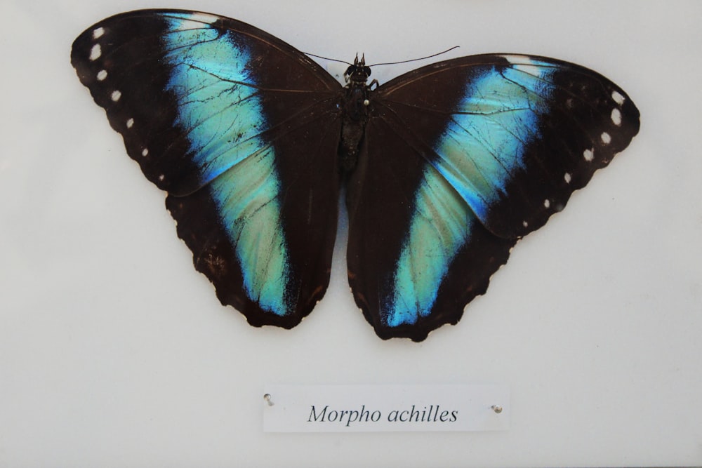 mariposa Morpho azul
