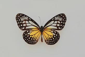 black and yellow butterfly