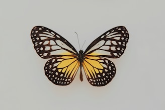 black and yellow butterfly