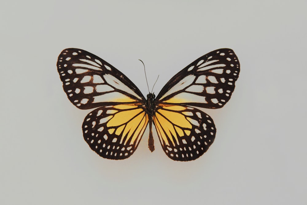 borboleta preta e amarela