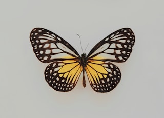 black and yellow butterfly