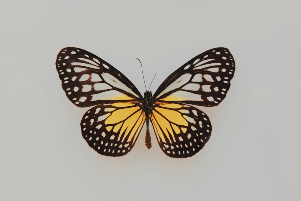 black and yellow butterfly