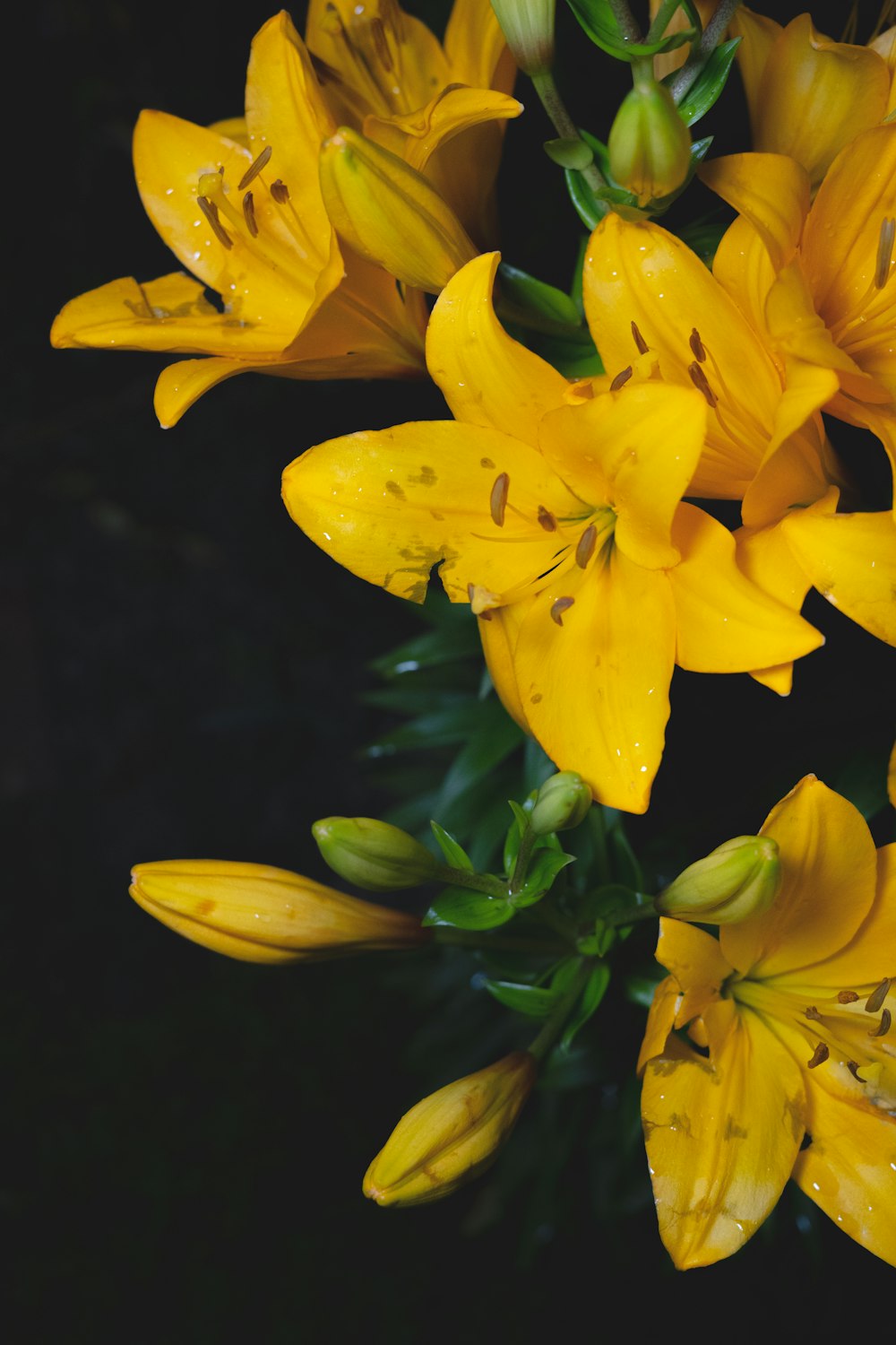 yellow petaled flower