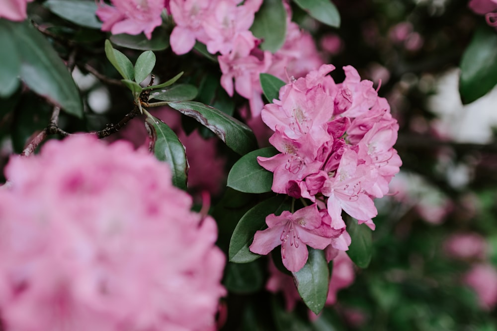 pink cluster flowers in close-up photography