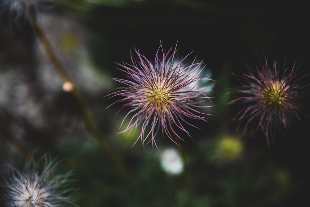 pink petaled flower