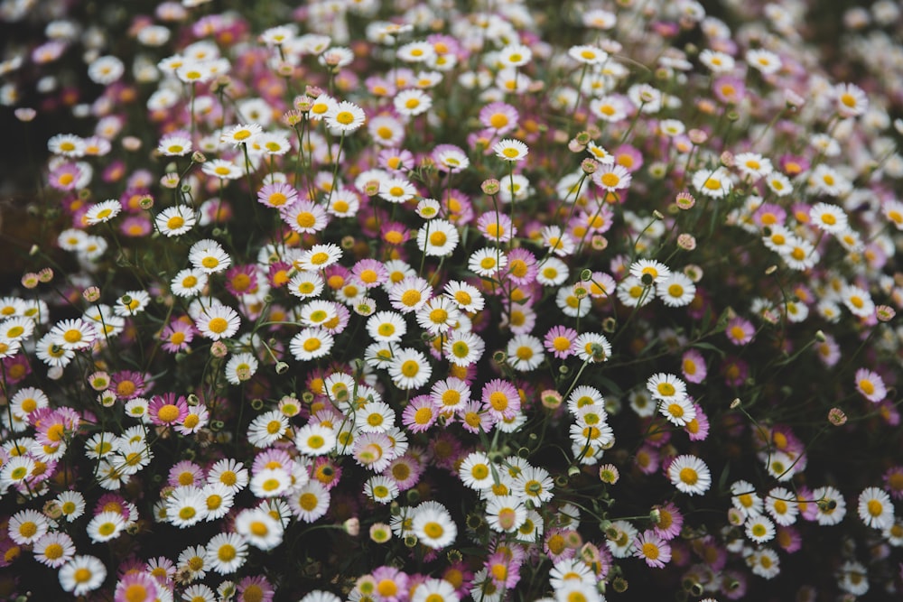 white flowers