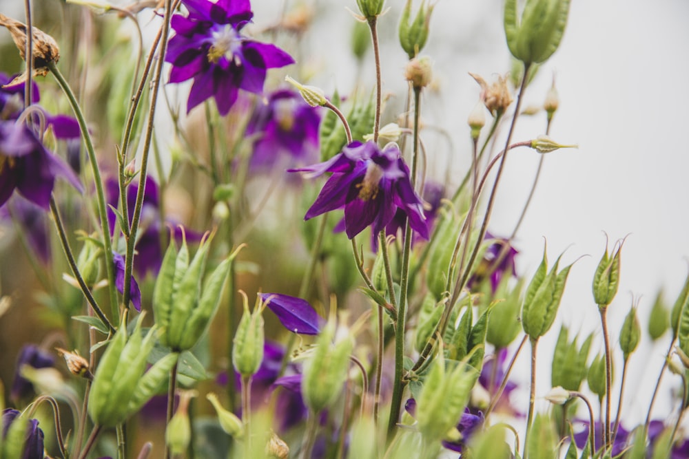 closeup photography of purple-petaled flower