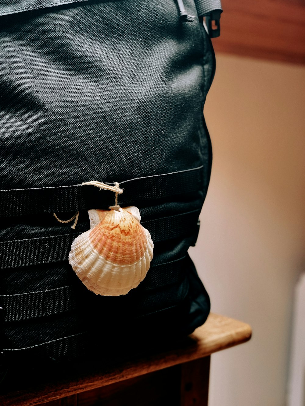 Una concha está sentada encima de una bolsa negra