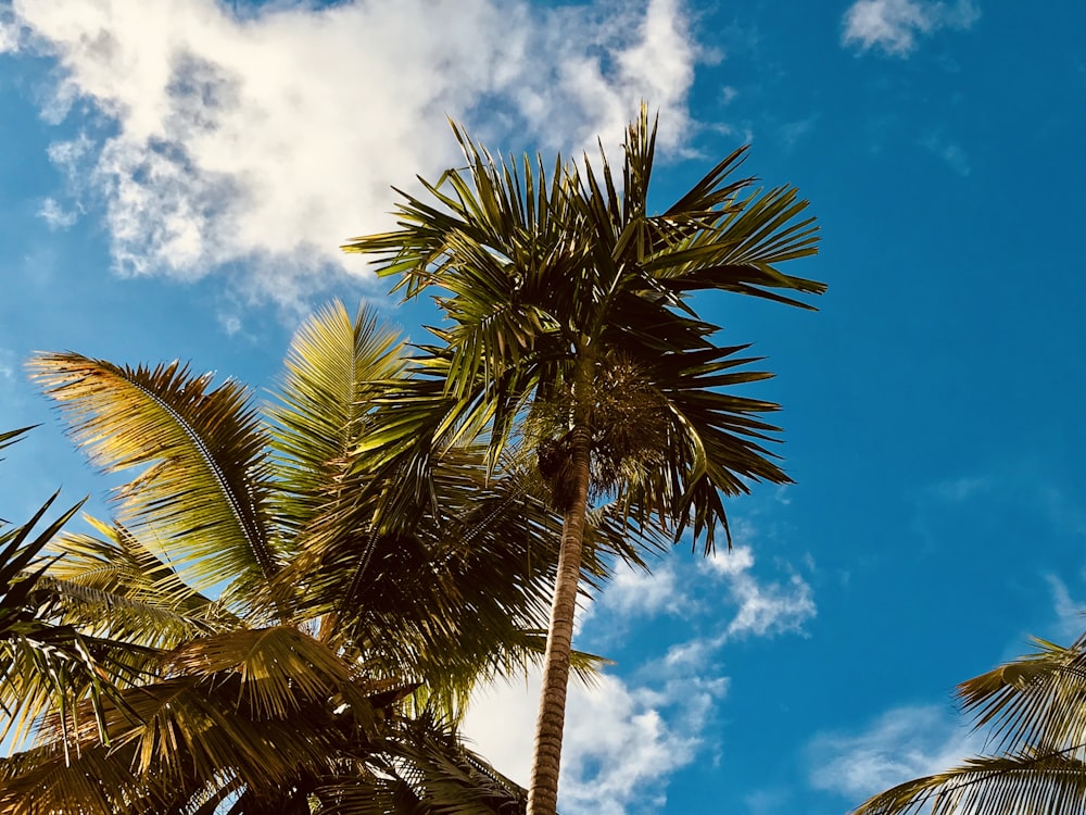 green palm trees scenery