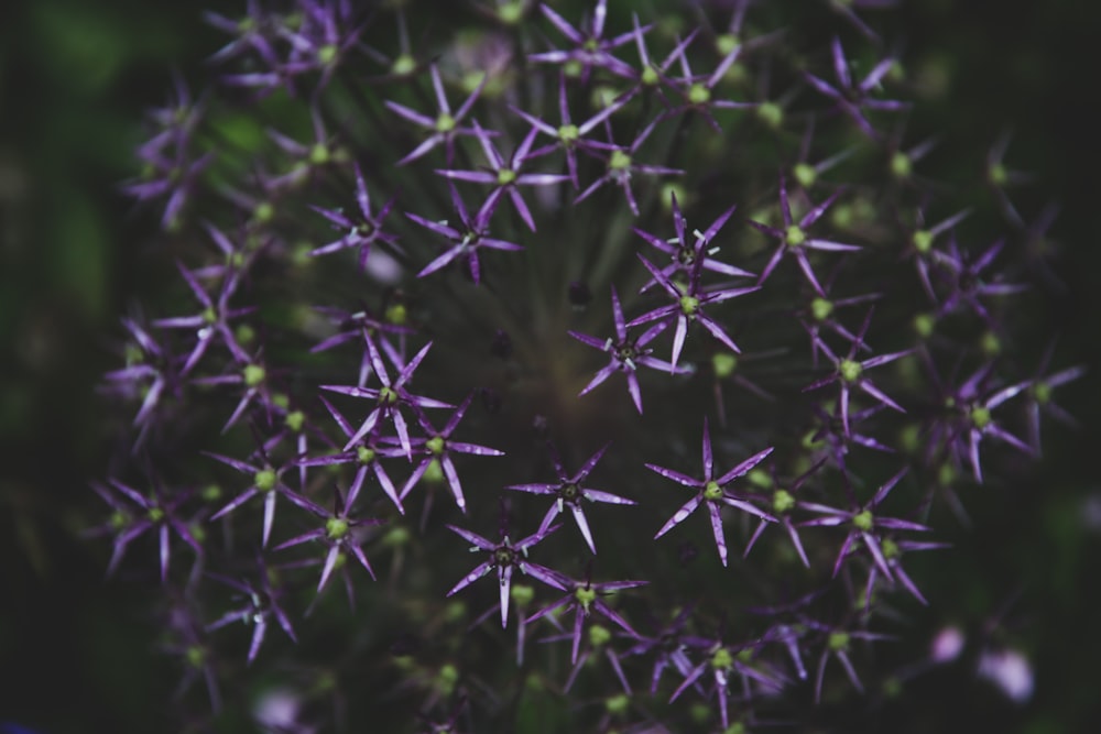 purple flower close-up photo