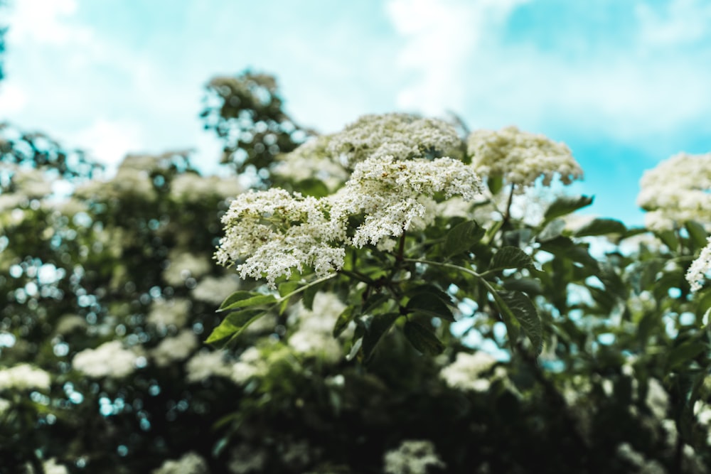 shallow focus photography of green-leafed plant with white flowers