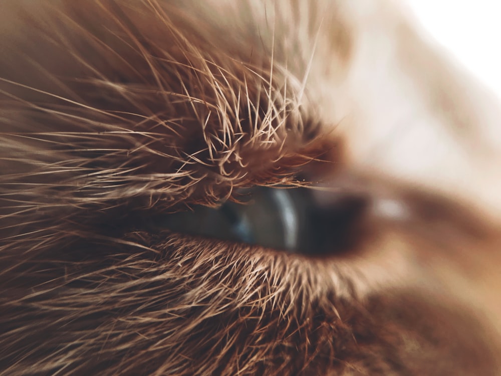 a close up of a cat's eye with a blurry background