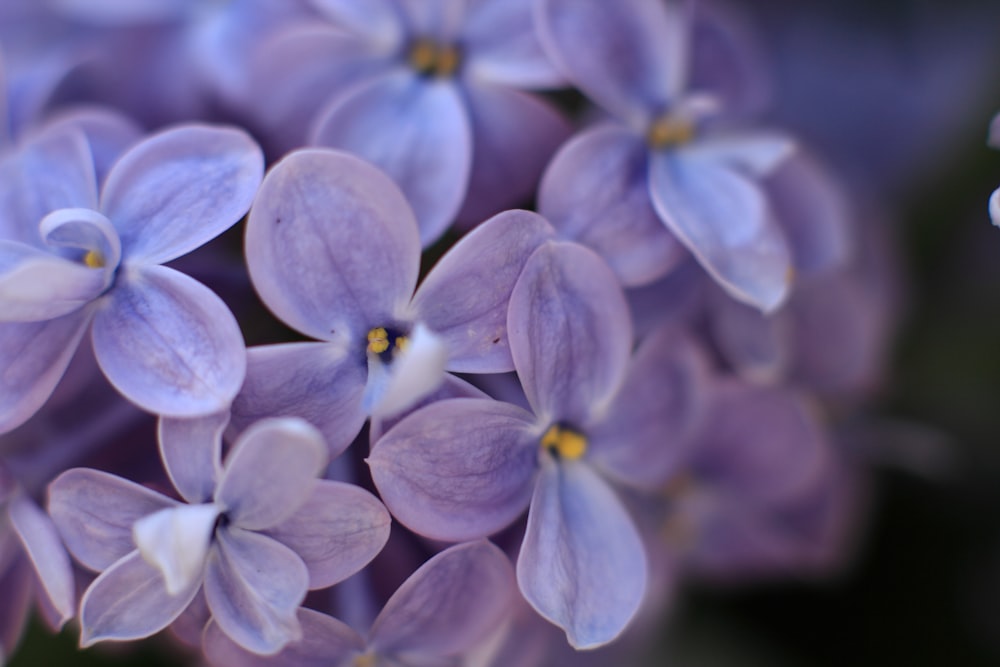 shallow focus photography of purple flowers