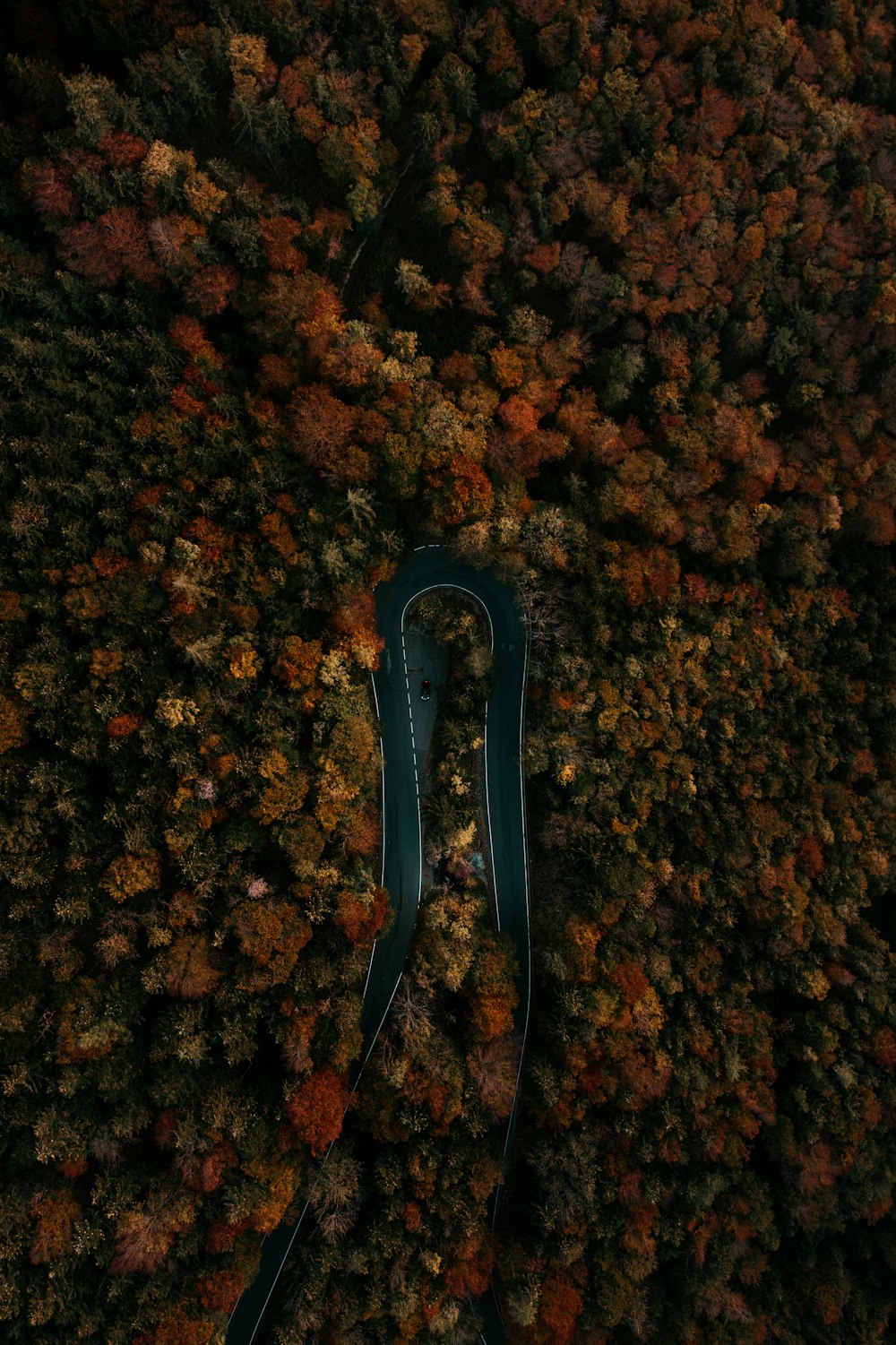 bird's-eye photography of trees beside road