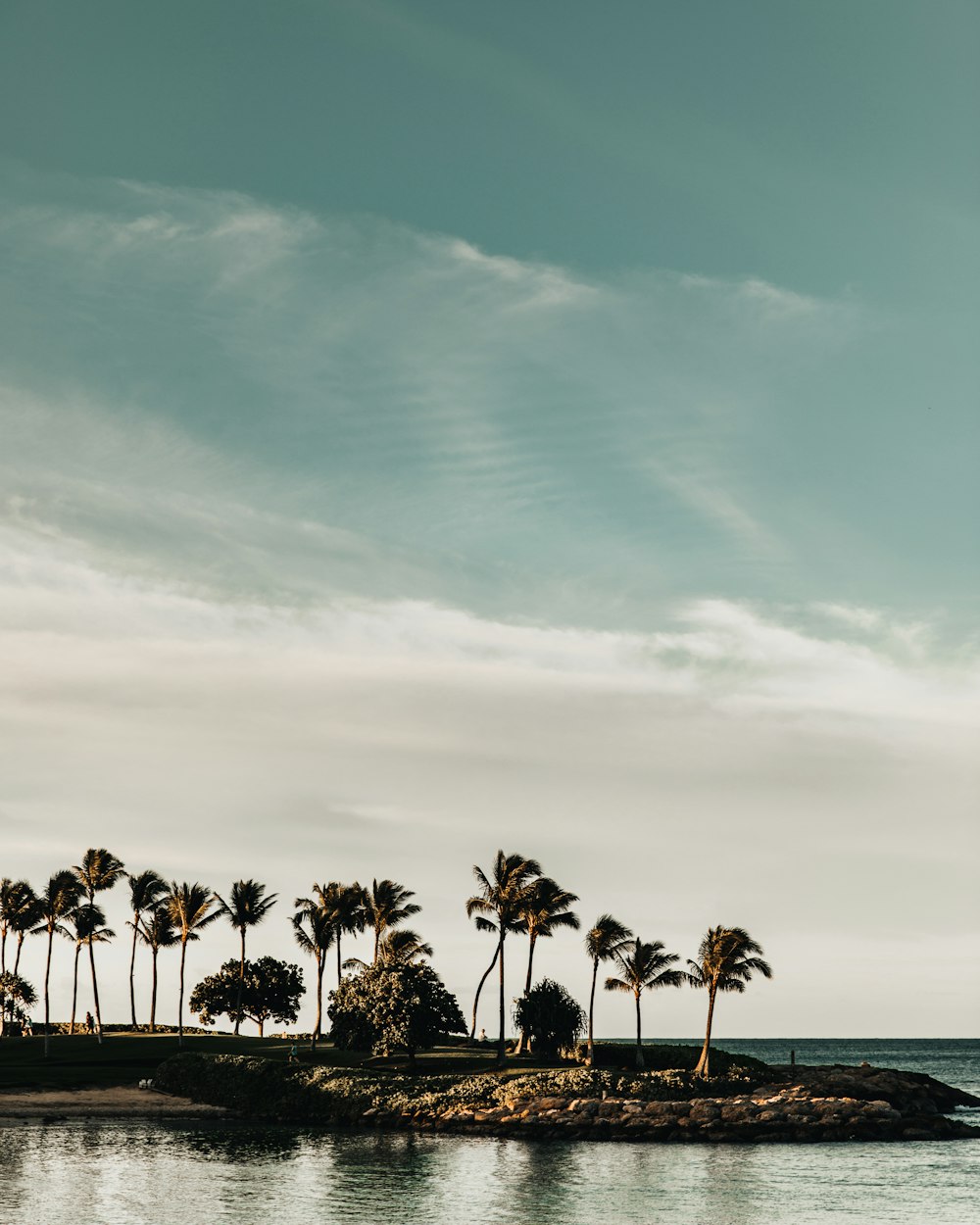 palm trees near body of water