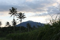 A serene landscape featuring tall palm trees against a blue sky.