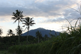 A serene landscape featuring tall palm trees against a blue sky.