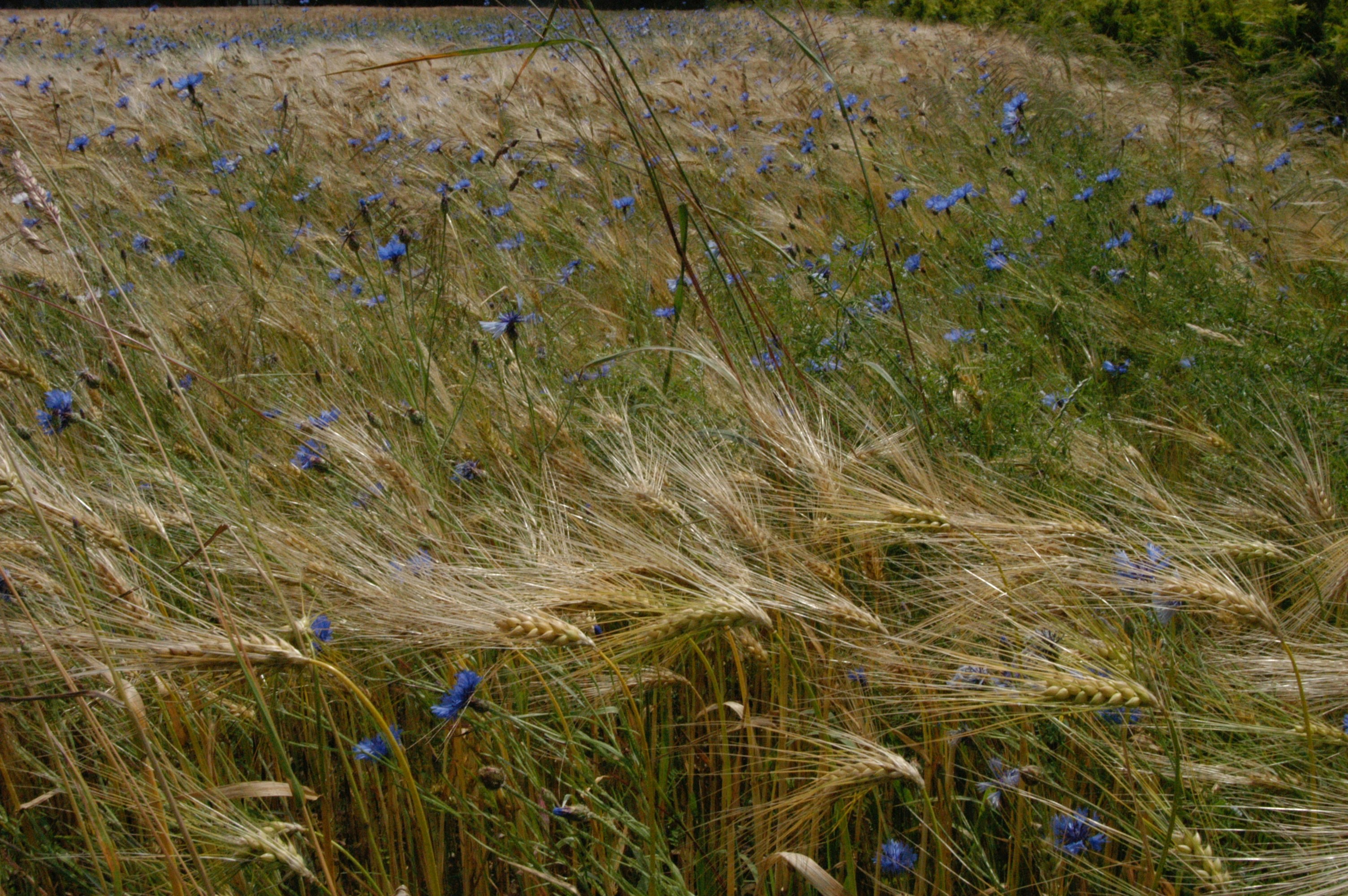green-leafed plant with blue flowers