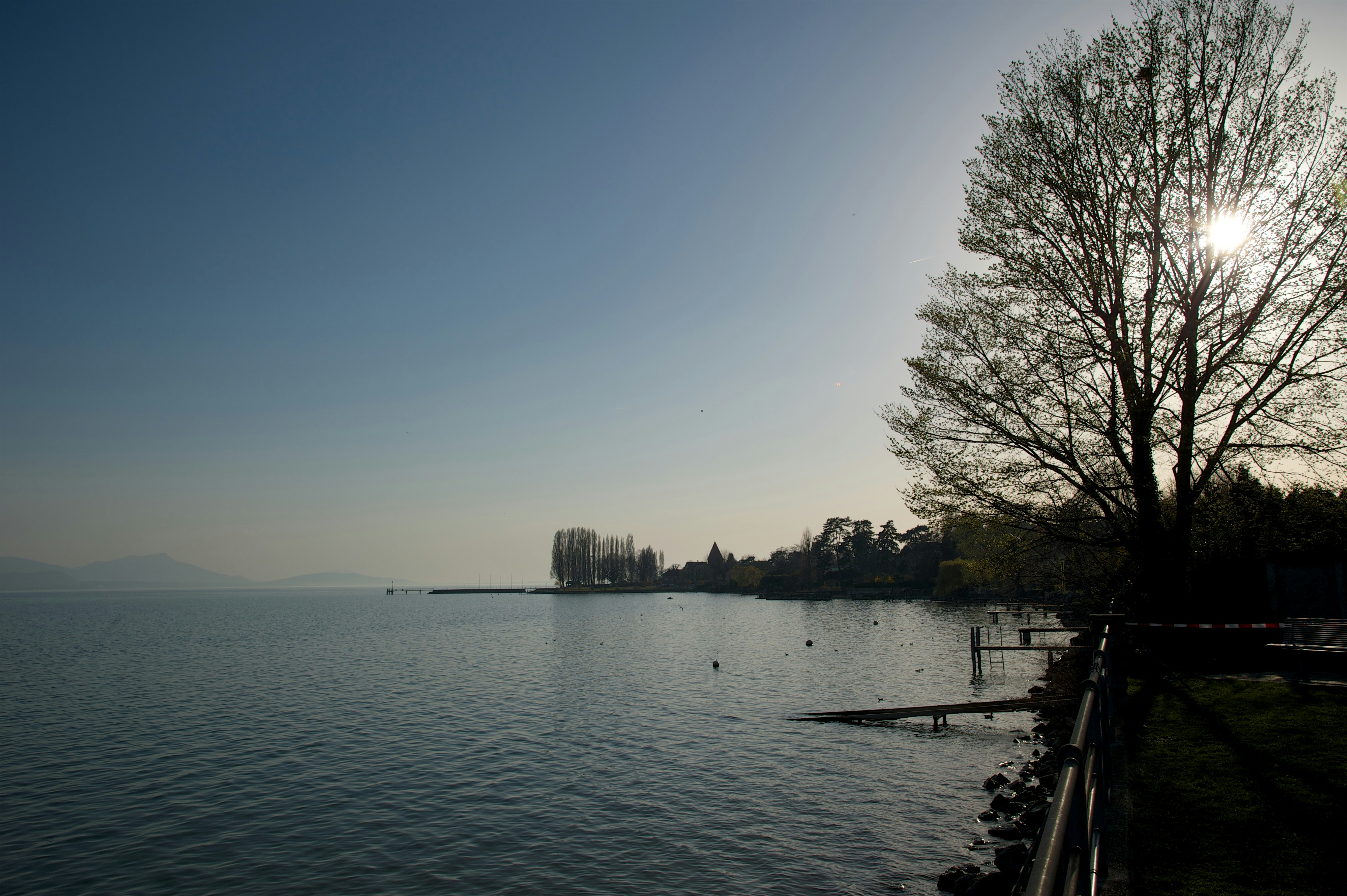 green tree beside body of water