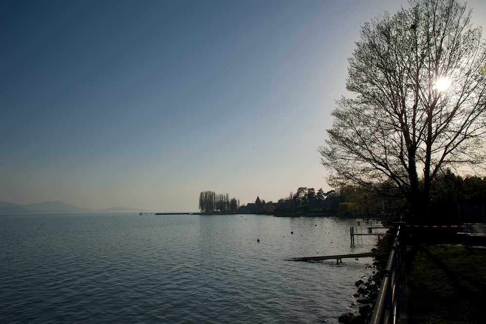 green tree beside body of water