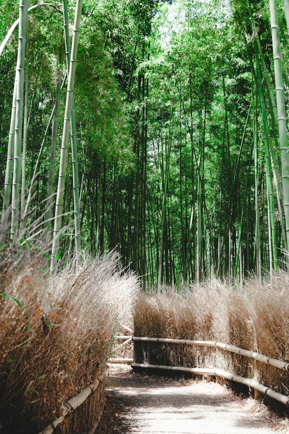 pathway between bamboo trees