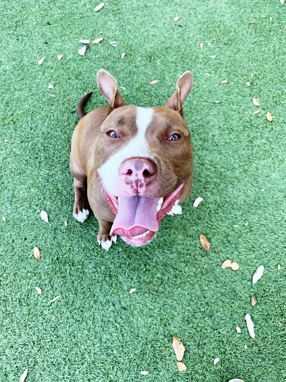 cane marrone chiaro a pelo corto su gress verde