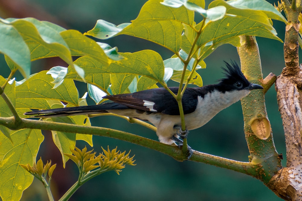 white and black bird