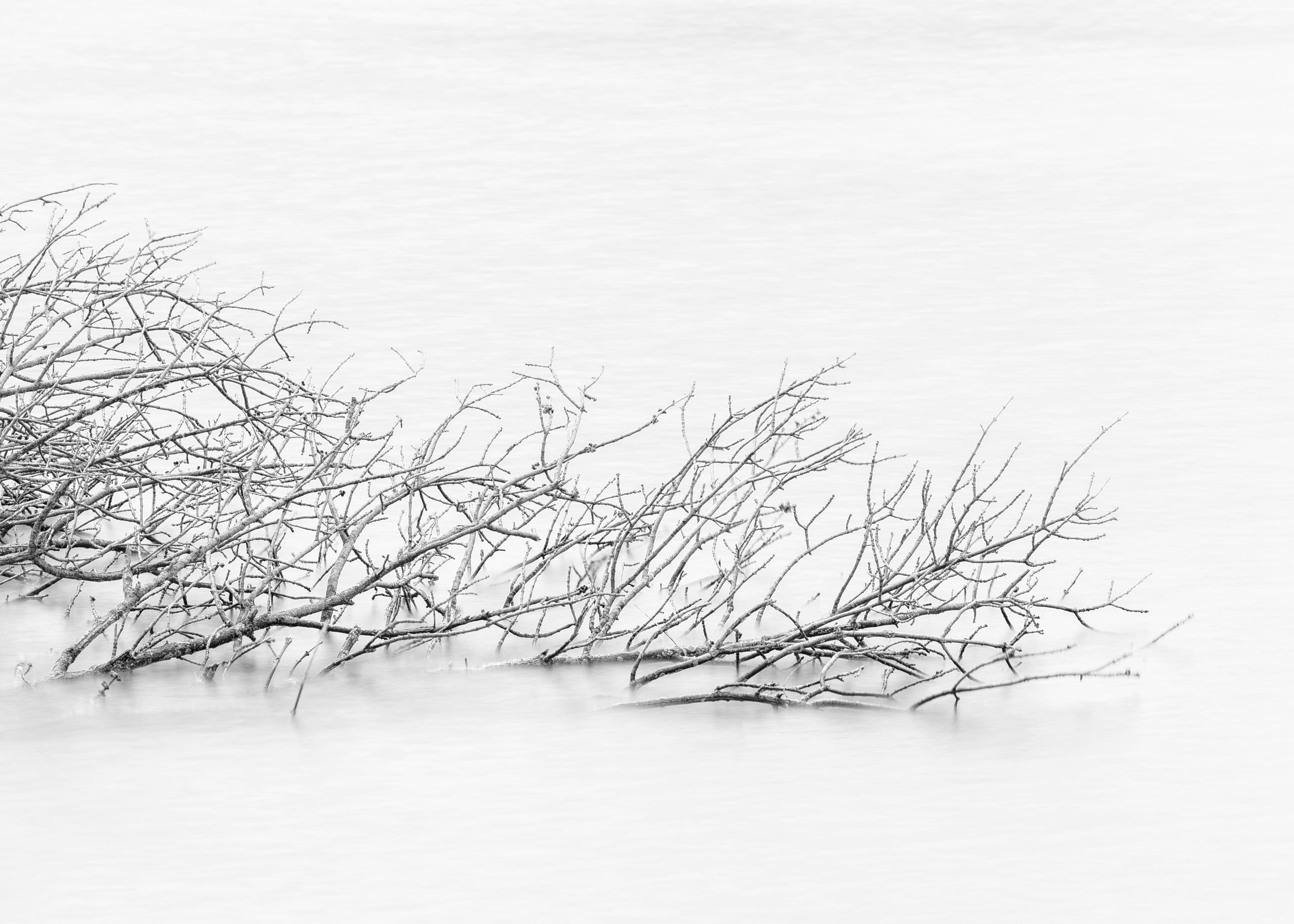 tree branches drench on snow