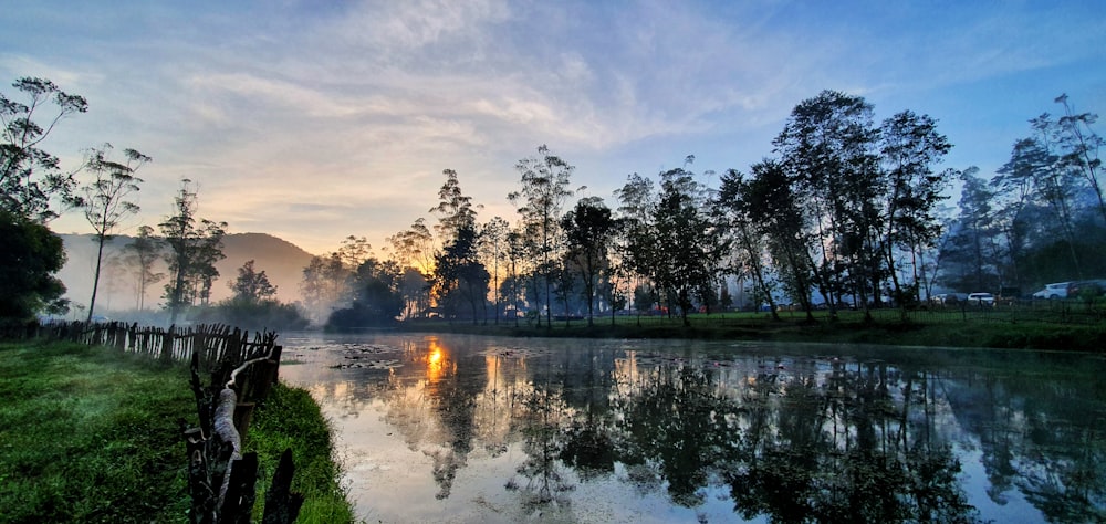 green trees and lake scenery