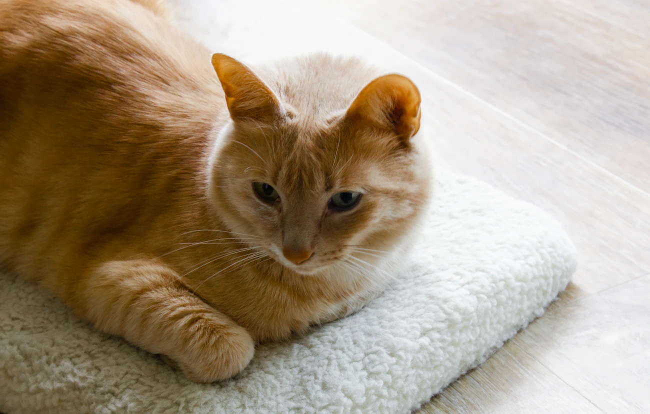 グッズ・設備レビューの記事「猫砂の飛び散り対策マットを賃貸で選ぶ方法」のアイキャッチ画像