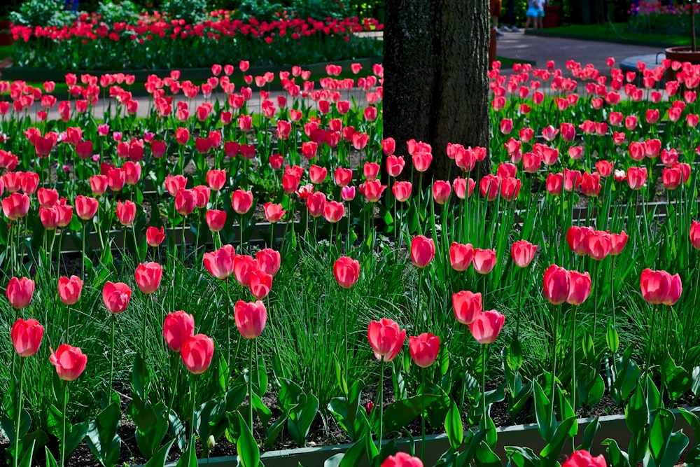 red tulip flowers illustration