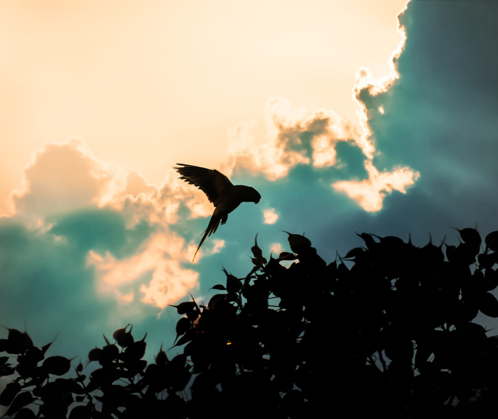 bird flying above plants during day