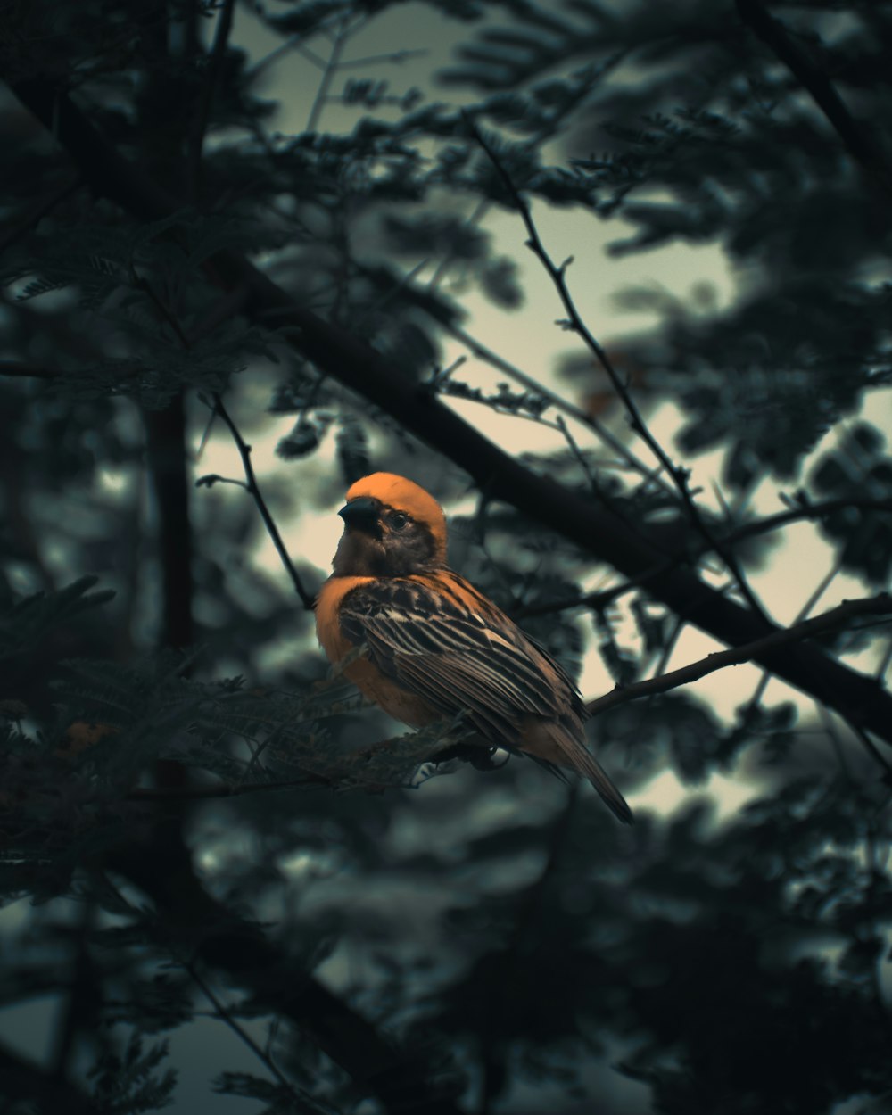 brown and black bird fetched on tree branch