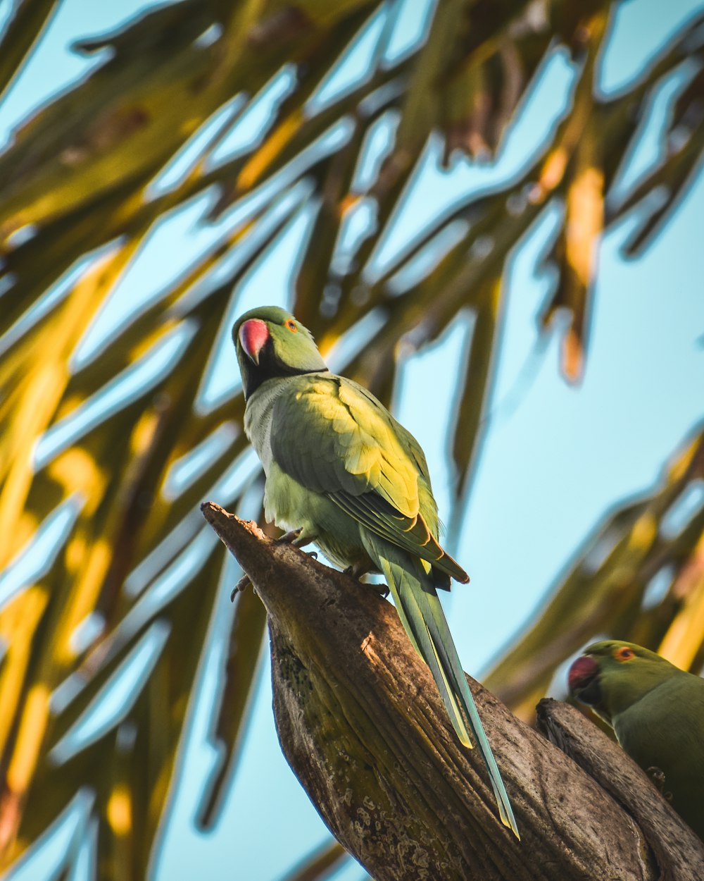 green rose-ringed parakeet