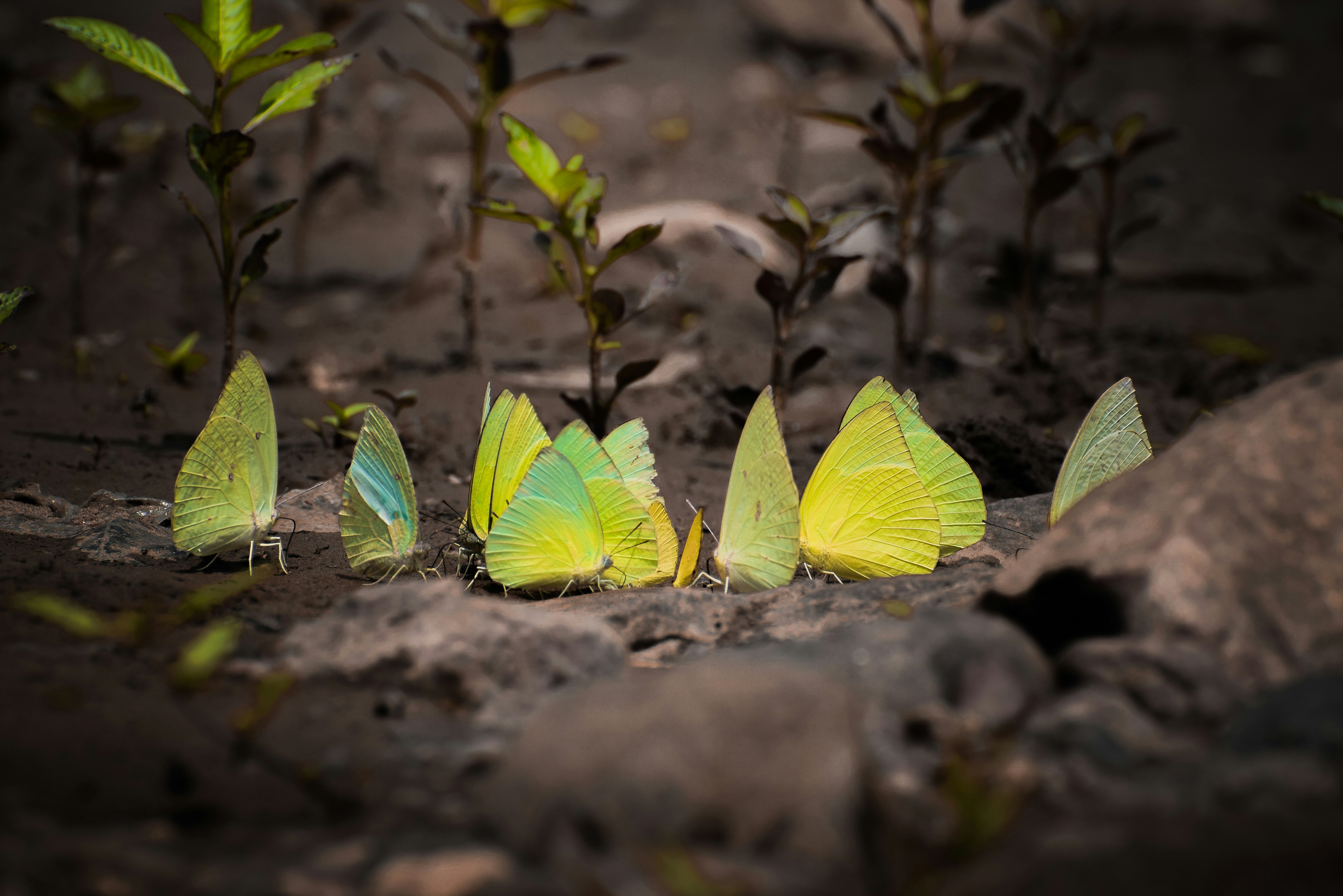 yellow butterflies