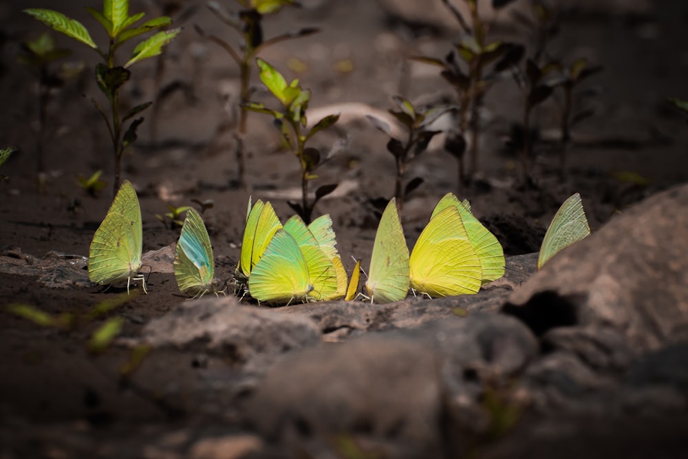 yellow butterflies