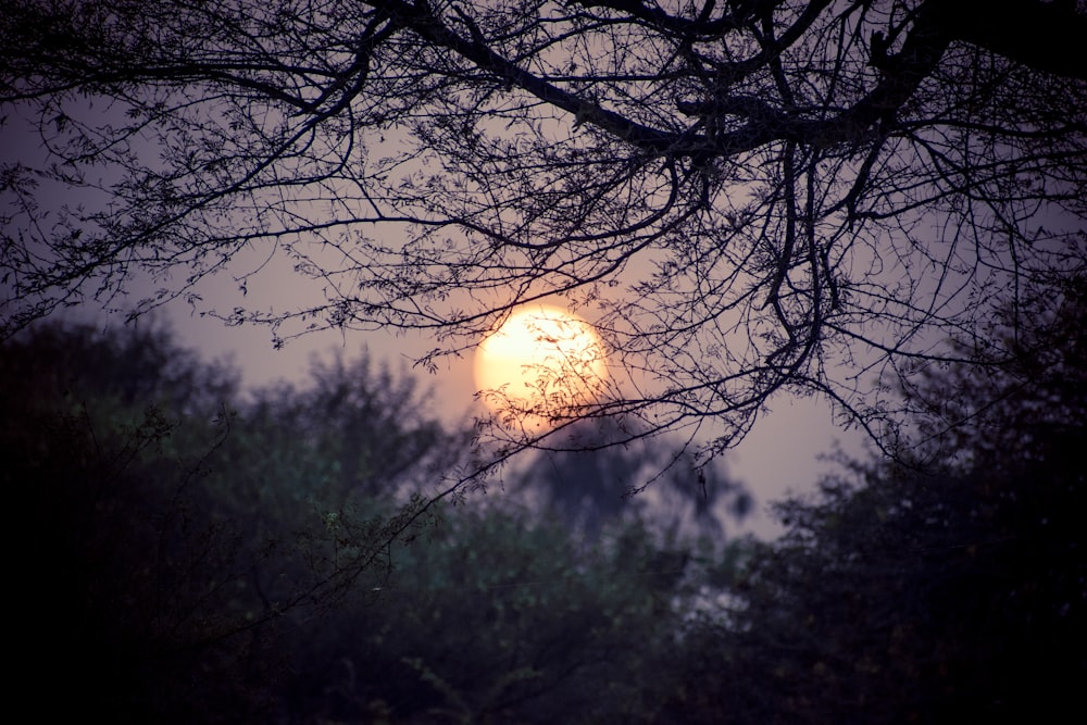 grey trees during golden hour