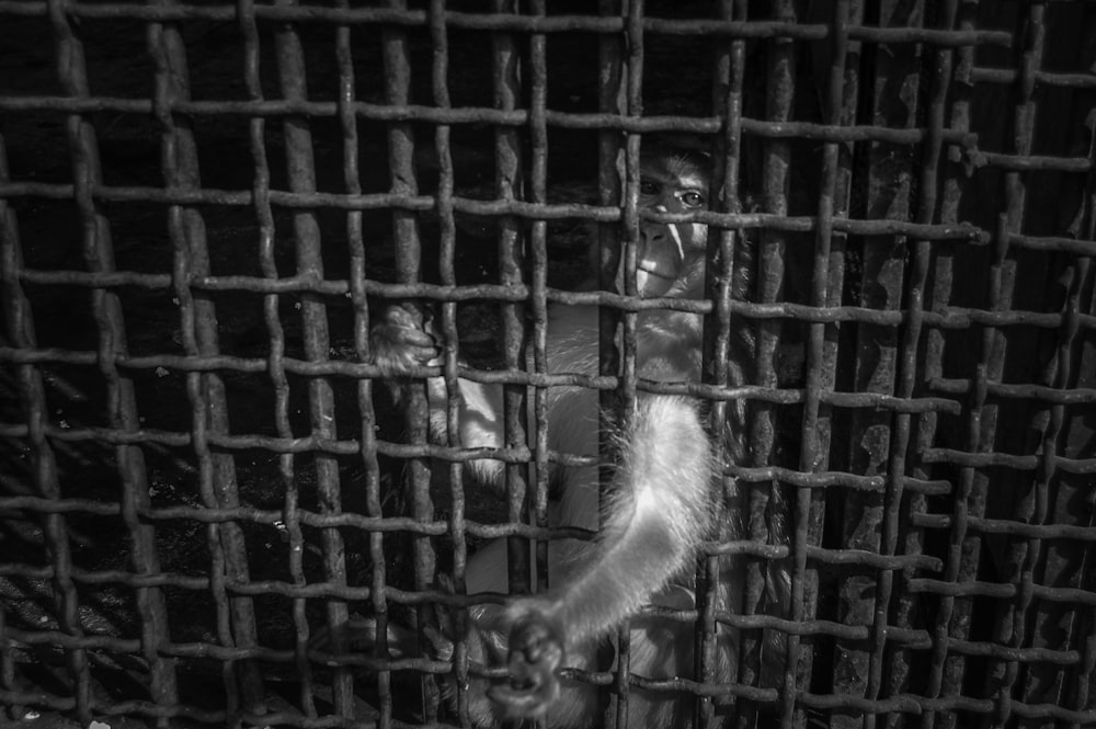 a monkey in a cage looking through the bars