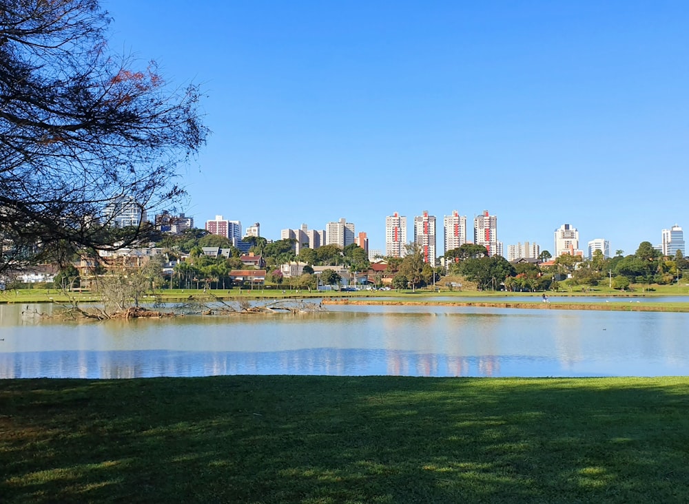 árvores perto do corpo de água durante o dia