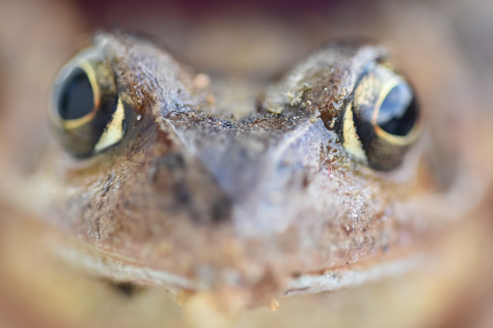 brown frog