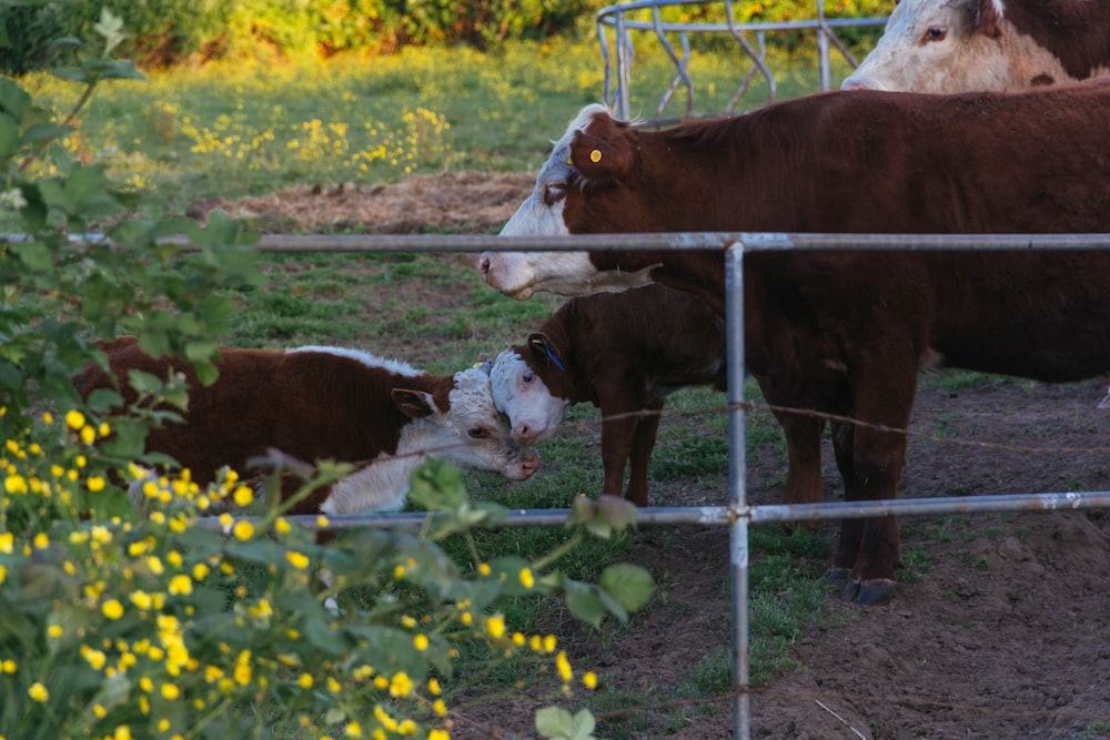 white and brown cow and calf