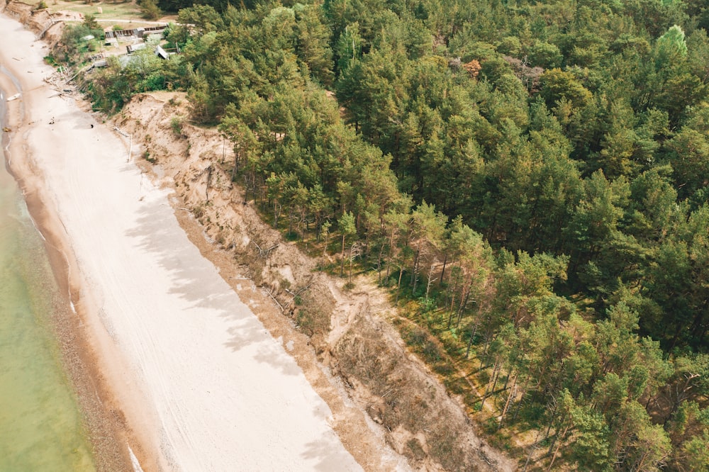 aerial view of green forest